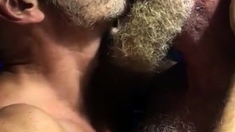 Hairy bears passionate kissing